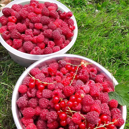 Ferme De Bonavis Banteux